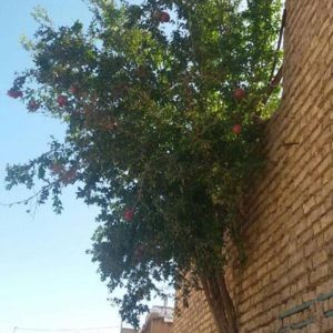 در شیراز درختی از دیوار رویید و میوه داد! | عکس