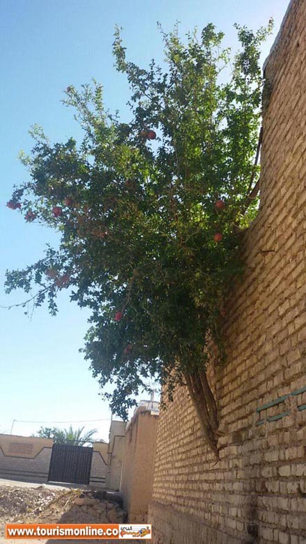 در شیراز درختی از دیوار رویید و میوه داد! | عکس