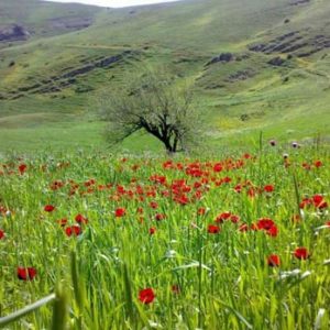 شهرستان گرمی-اردبیل ؛طبیعتی زیبا و دیگر هیچ…/عکس