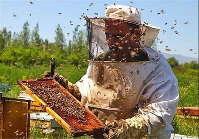 معجزه عسل و دارچین در درمان 20 بیماری