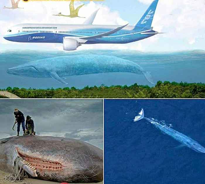 بزرگترین موجود زنده دنیا به اندازه یک هواپیمای بوئینگ/عکس