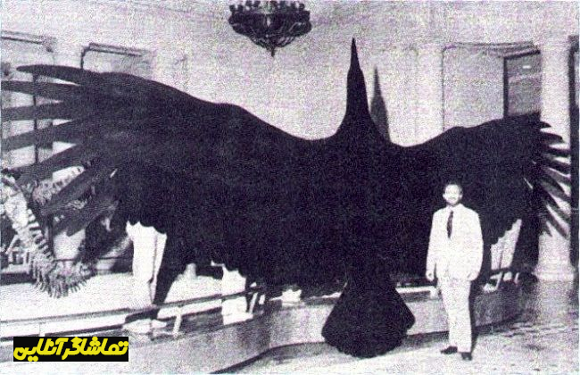بزرگترین پرنده در جهان را ببینید؛طول بال 8 متر،ارتفاع 2 متر/عکس